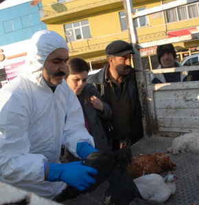 Toplu tavuk ölümlerinde ''Kuş Gribi'' şüphesi!