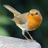 Doğayı yok etmede Avrupa birincisiyiz