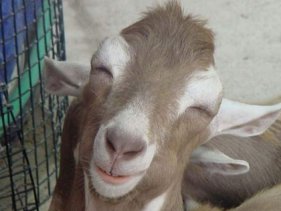 Şimdi de Keçi Gribi Kapıda!