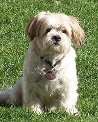 Toplanan bağışı köpek yedi!