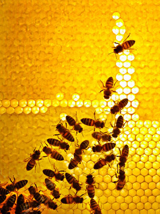 Tehlike bala sıçradı