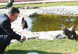 YÖK Başkanı Facebook'tan Horoz Verecek