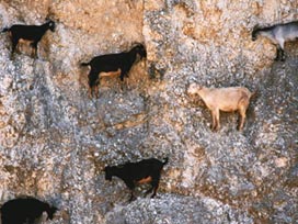 Yaba keçilerini kim kaçırıyor