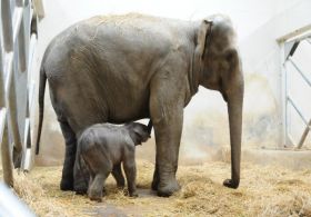 Türkiyede İlk Defa Bir Fil Doğurdu