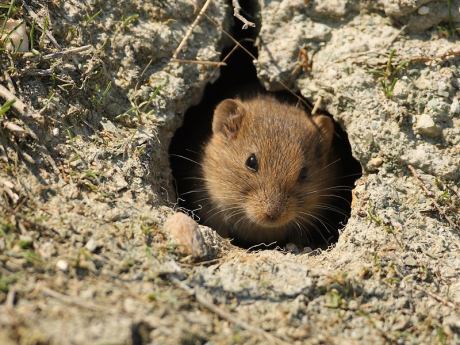 Doğal denge bozuldu tarla fareleri çoğaldı