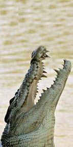 3 metrelik timsahtan nasıl kurtuldu?