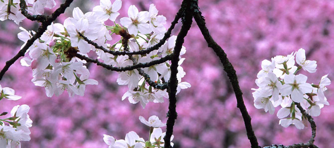 Bu yıl bahar erken gelecek