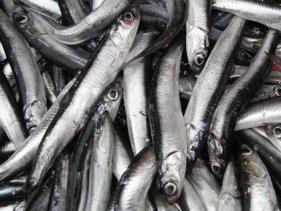 Haftada iki gun balik, yasam boyu saglik