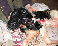 Çift başlı buzağı şaşırttı!