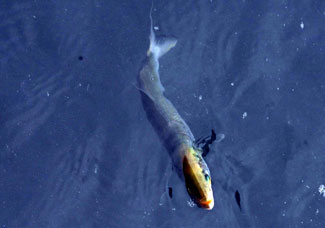 Kar suyu kaçtı, balıklar faka bastı