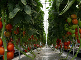 Meyve Sebzede 9 etken madde yasaklandı