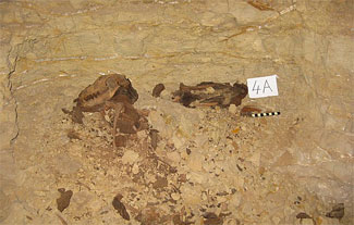 8 milyon köpek mumyası!