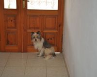 Ölen sahibinin başında iki gün bekledi