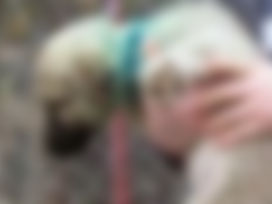 Sokak köpeğine bir yıllık işkence