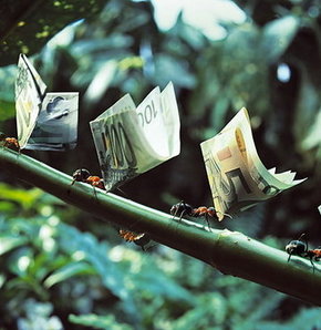 Karıncalar 222 bin doları yedi