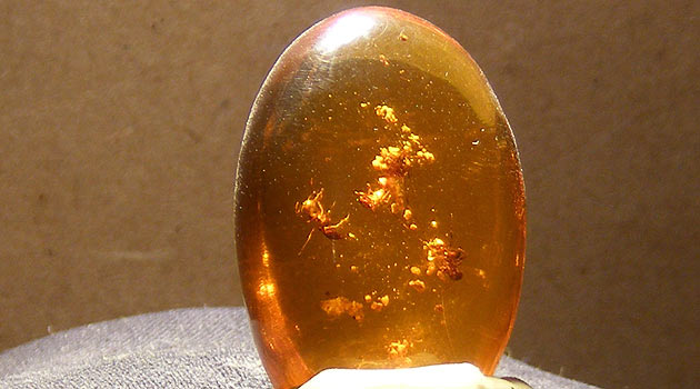 Bu böcekler 20 milyon yaşında