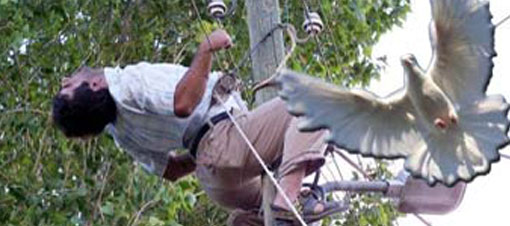 Güvercine kapıldı 33 bin voltla çarpıldı