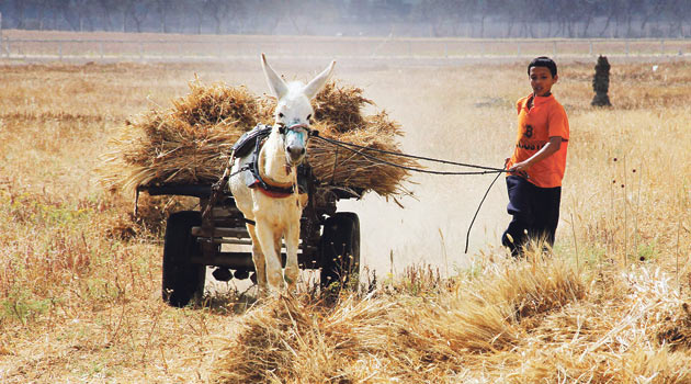 Kuşatma altındaki Gazze'de ekmek mücadelesi çocukların omuzunda