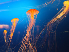 Kızıldeniz'den gelip Akdeniz'in canını yakacak