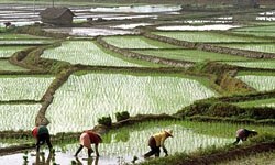 Genetik mühendisleri şaşırtacak keşif