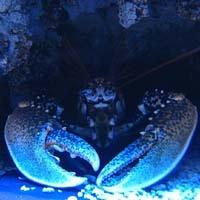 Böylesi görülmedi