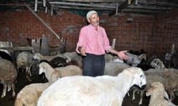 Çalınan kuzularına DNA testi ile kavuştu