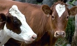 Kırmızı et Türklere zarar vermez.