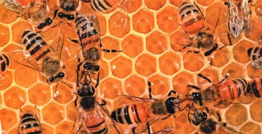 Bir arının 42 günlük macerası