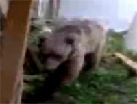 Ayı evin bahçesine girdi