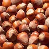 Fındıkta rekor sezonu