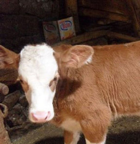 Kurbanlık fiyatları belli oldu