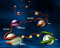 Bağışıklık sistemi önceden savaştığı mikropları hatırlıyor