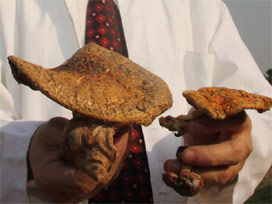 Bin derde deva bitki