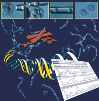 Genetiği değiştirilmiş ürünlerin riskleri