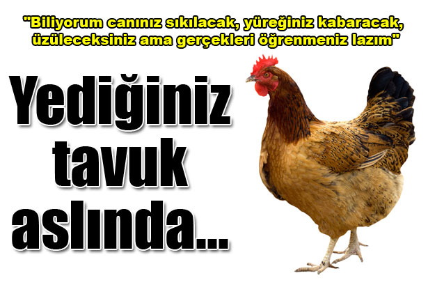 "Sağlıklı diye yediğiniz tavuklar tavuk değil"