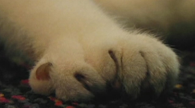 Kayıp Kedi 16 Yıl Sonra Bulundu