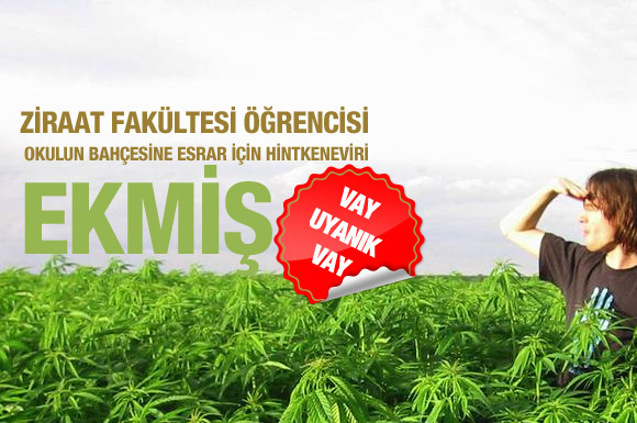 Ziraat Fakültesi bahçesinde hintkeneviri!