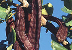 Ruh sağlığı keçiboynuzuna emanet