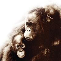 Maymunda da fair play duygusu var