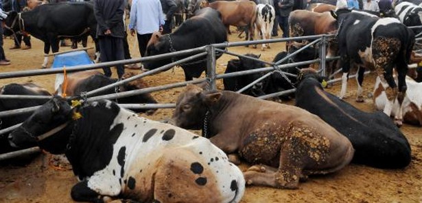 Kurbanlıklar cazip fiyatlarla pazarda