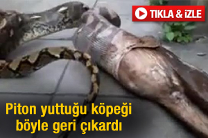 Piton yediği köpeği geri çıkardı - izle