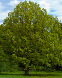 Her okula bir ıhlamur fidanı!