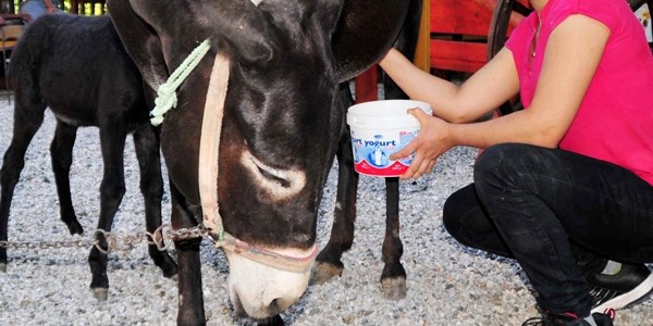 Eşeğin sütü kıymete bindi litresi 80 liraya satılıyor