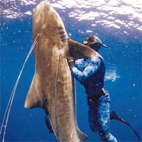 Köpekbalığıyla savaşı kazandı