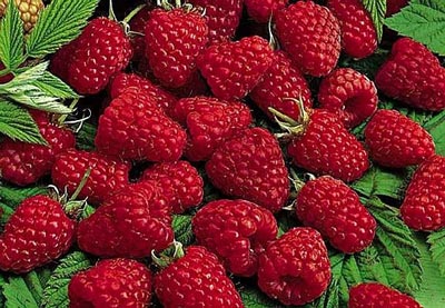 20 meyvenin 20 fayfası