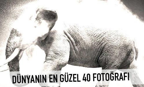 Dünyanın en güzel 40 fotoğrafı