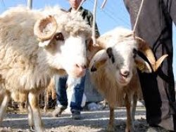 Kurbanlık hayvan fiyatlarında son durum