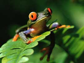 Yağmur yağması için kurbağaları evlendirdiler