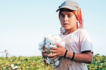 Çocuklar 11 saat pamuk topluyor