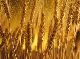 Ziraat Bankası'ndan 7 milyar TL'lik iki paket